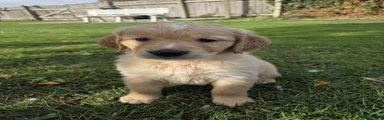 Golden Retriever 1