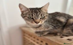 Mixed Breed cats for sale: Beautiful girl needs new home  - Image 4