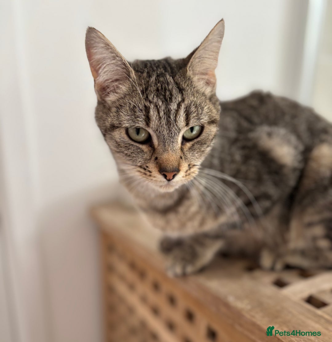 Mixed Breed cats for sale: Beautiful girl needs new home  - Image 4