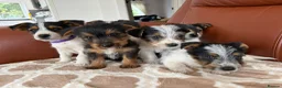 Yorkshire Terrier dogs for sale: Yorkshire terrier puppies - Advert 7