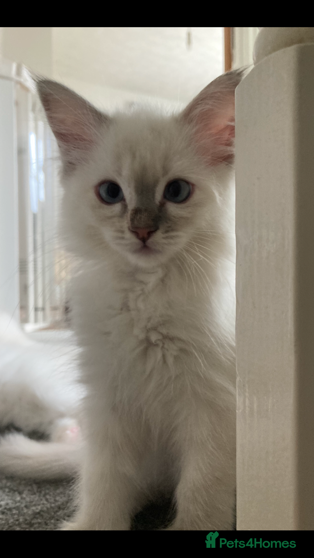 Ragdoll cats for sale: Ragdoll kittens - Image 8