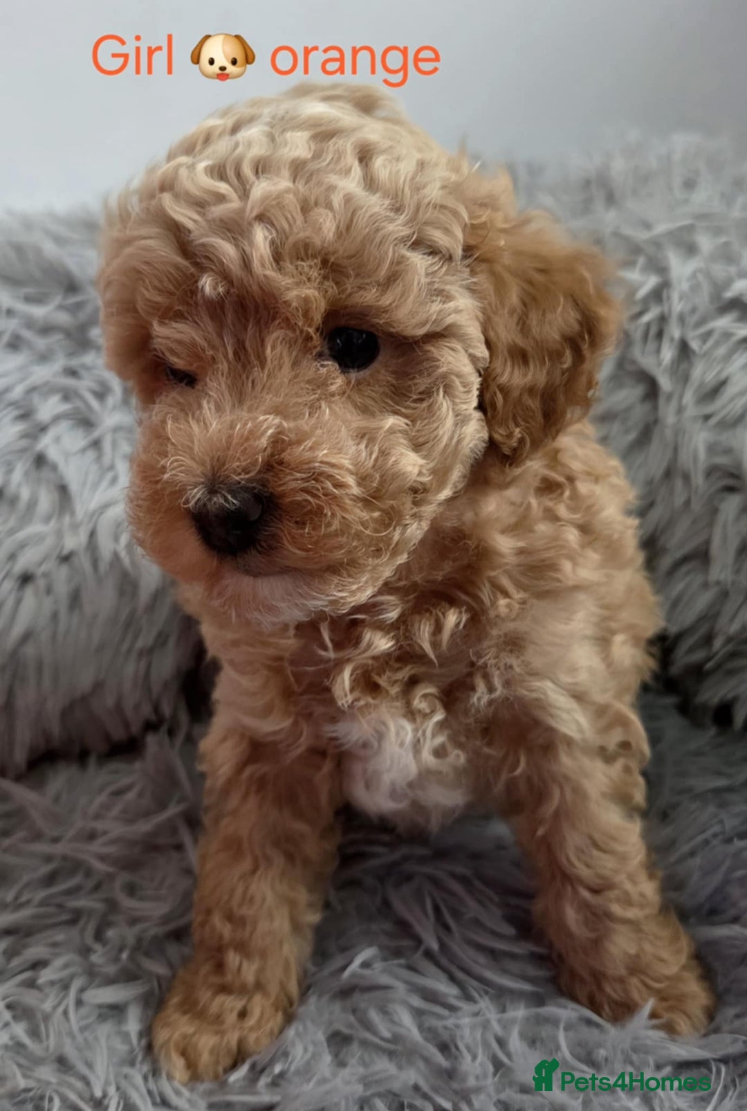Maltipoo dogs for sale: red toy maltipoos - Image 3