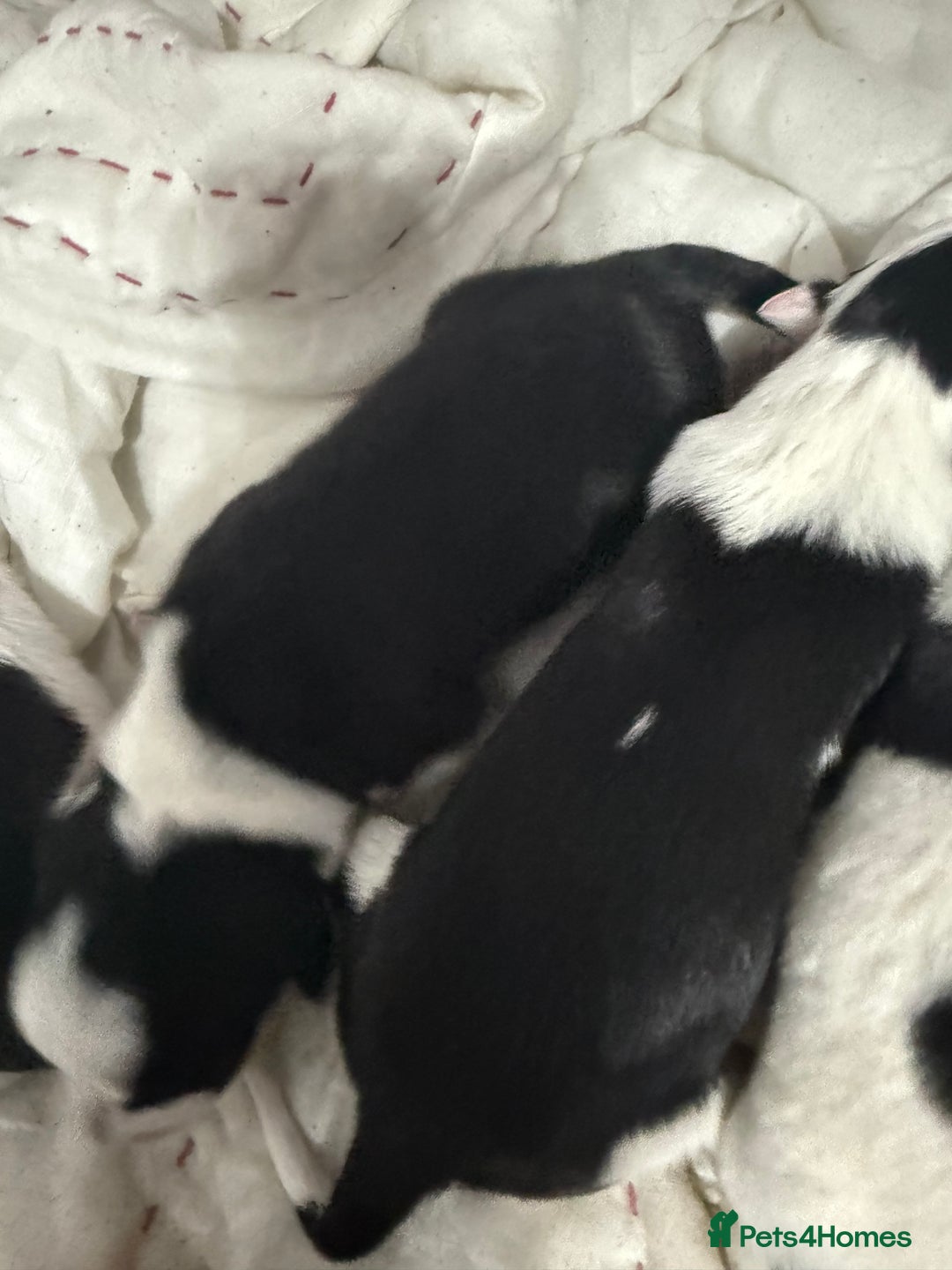 Border Collie dogs for sale: Border collie pups - Image 6
