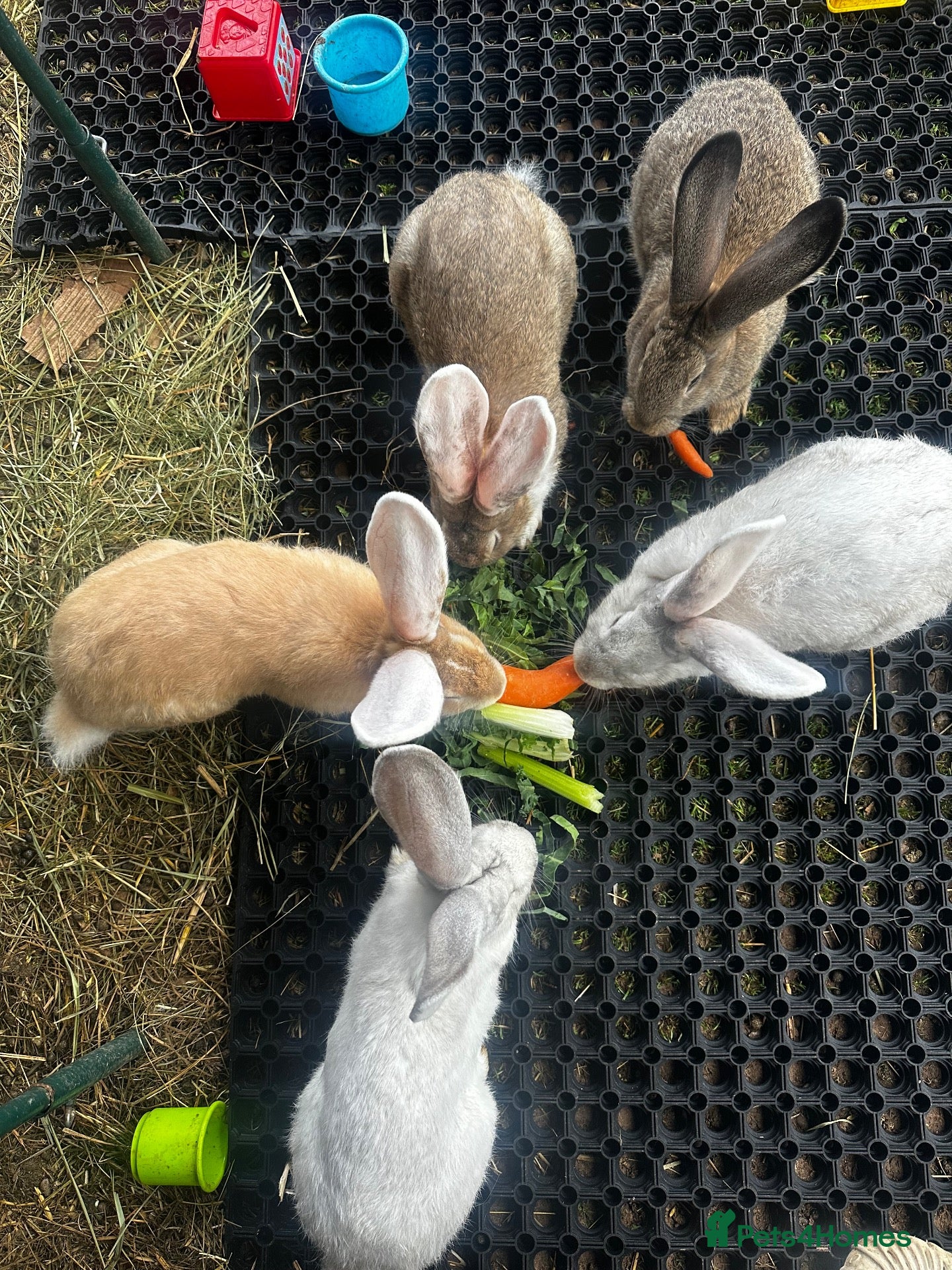 Continental Giant rabbits for sale: Continental Giant Babies  - Advert 5