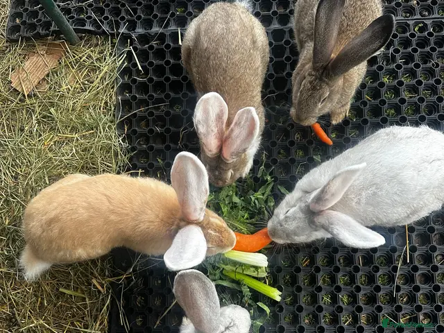 Continental Giant rabbits for sale: Continental Giant Babies - Advert 5