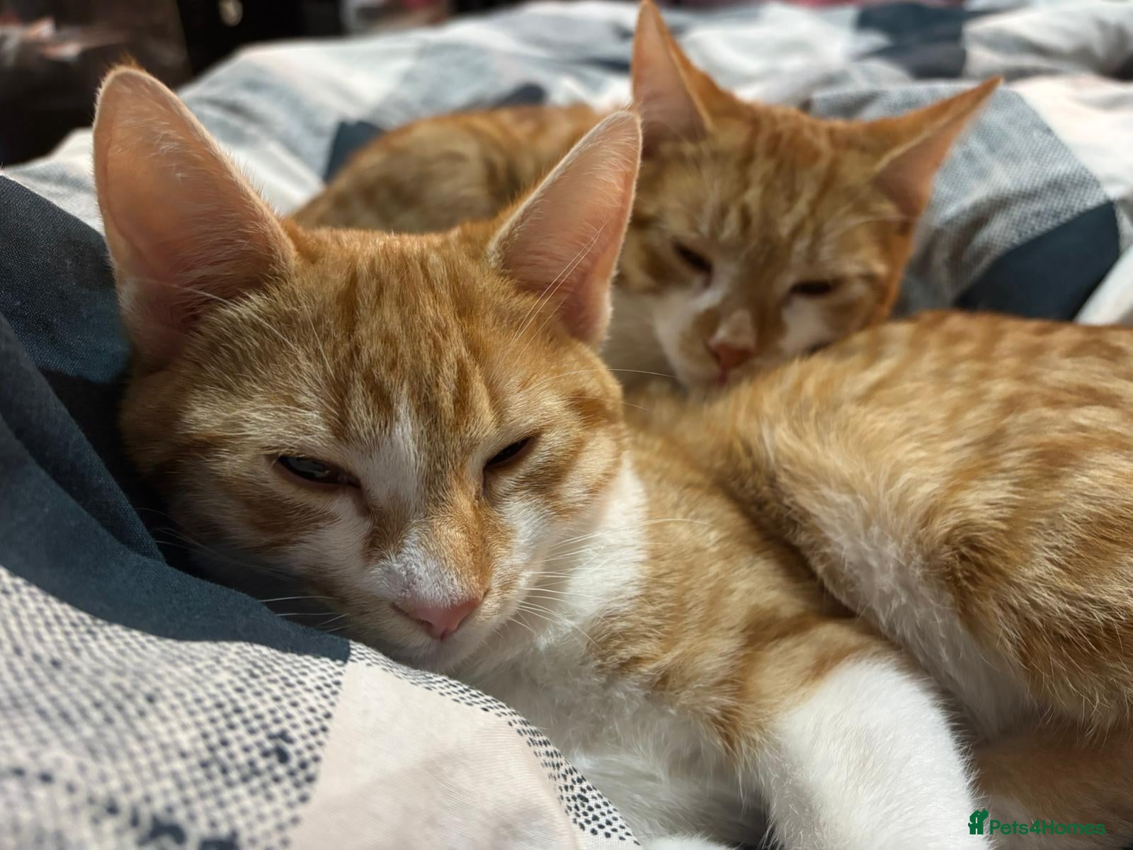 Mixed Breed cats 7 month old babies for sale  - Advert 4