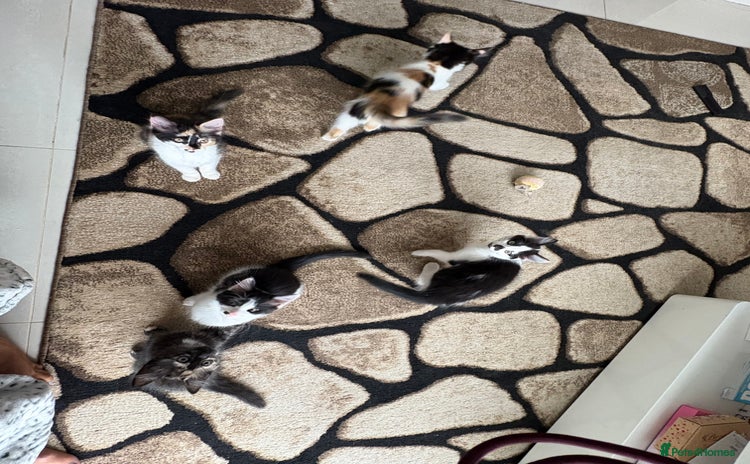 Domestic Shorthair cats - Advert 2