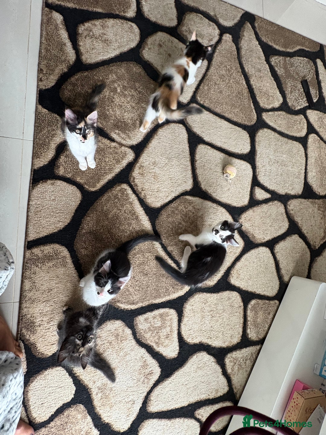 Domestic Shorthair cats for sale: Tabbies - Image 1