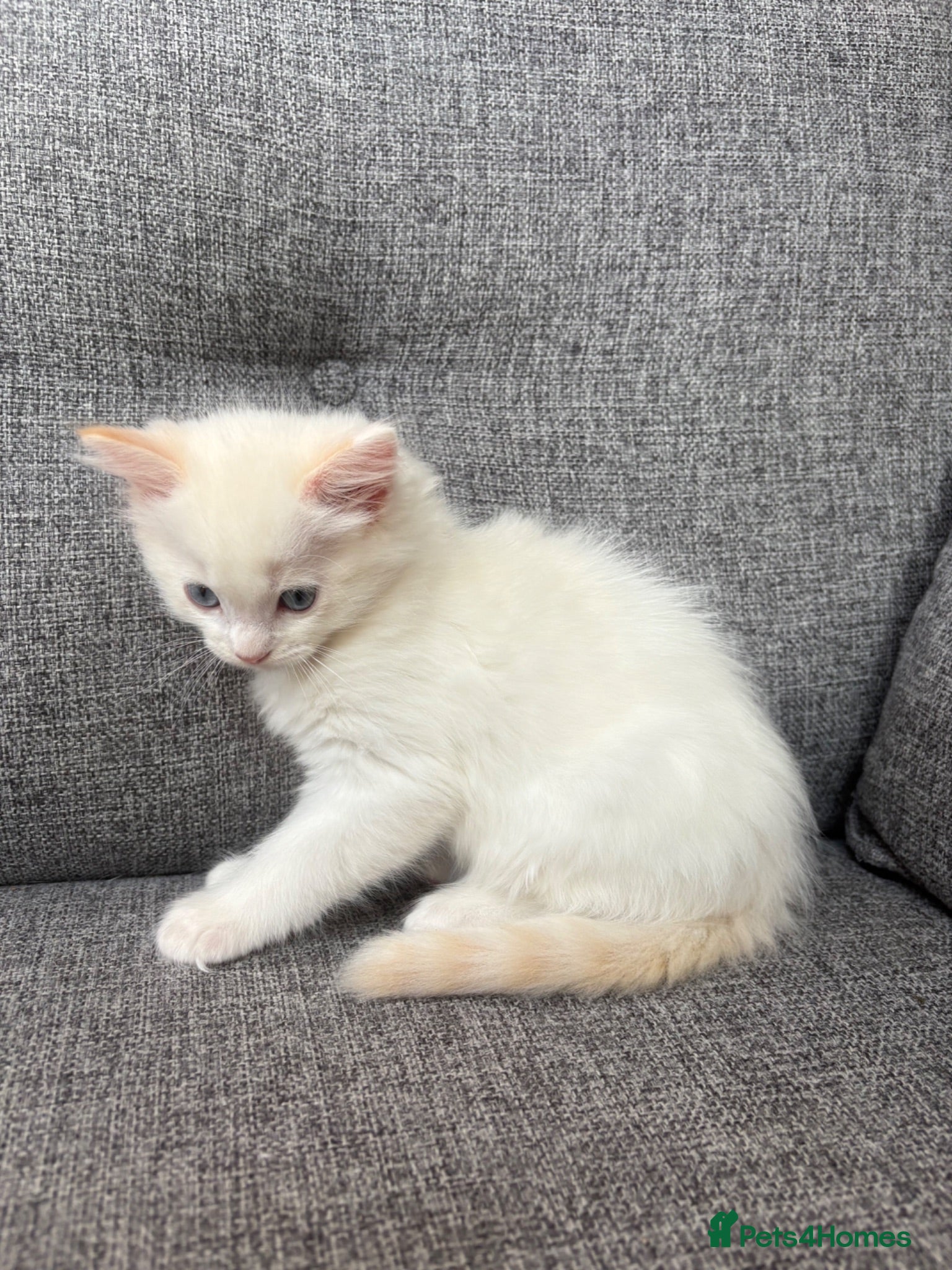 Ragdoll cats READY TO GO NOW - Beautiful fluffy Ragdoll Kittens - Advert 2