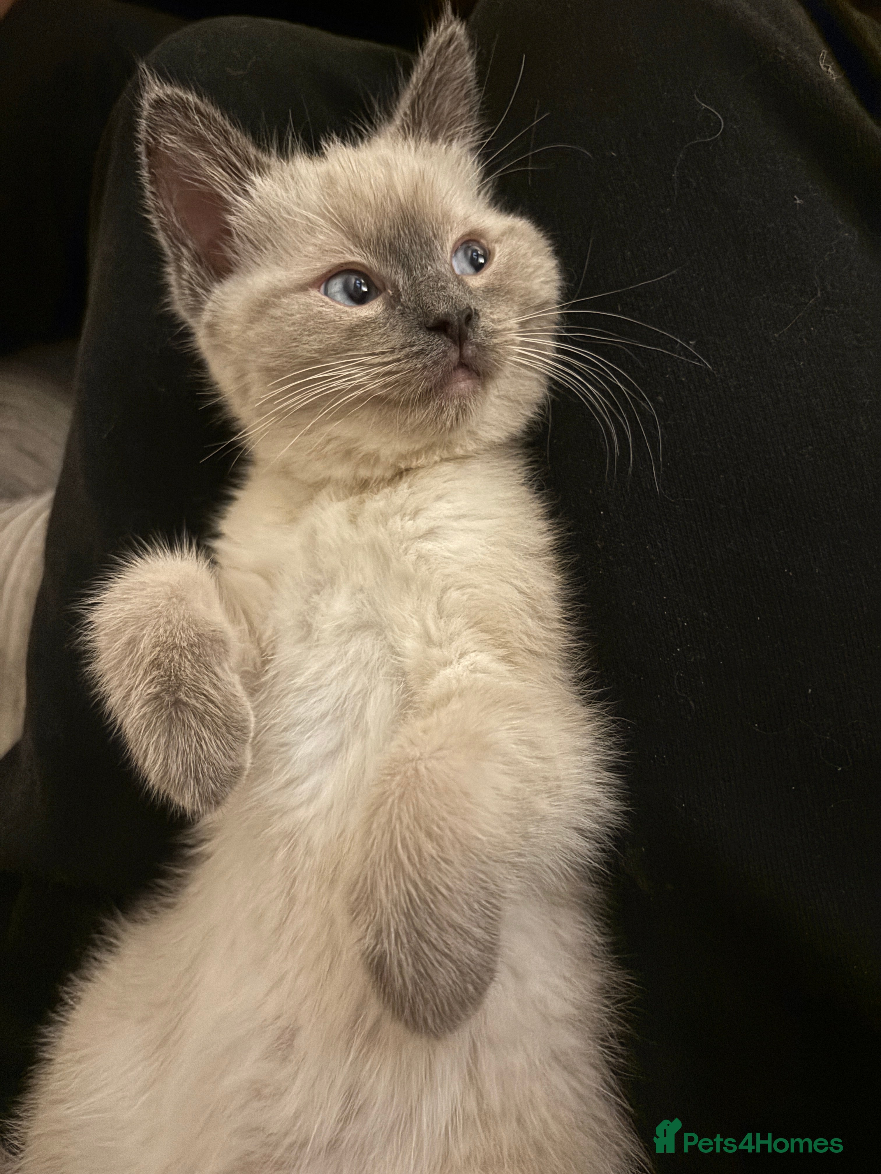 Ragdoll cats Female blue point ragdoll kitten  - Advert 6