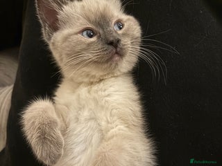 Ragdoll cats Female blue point ragdoll kitten - Advert 6