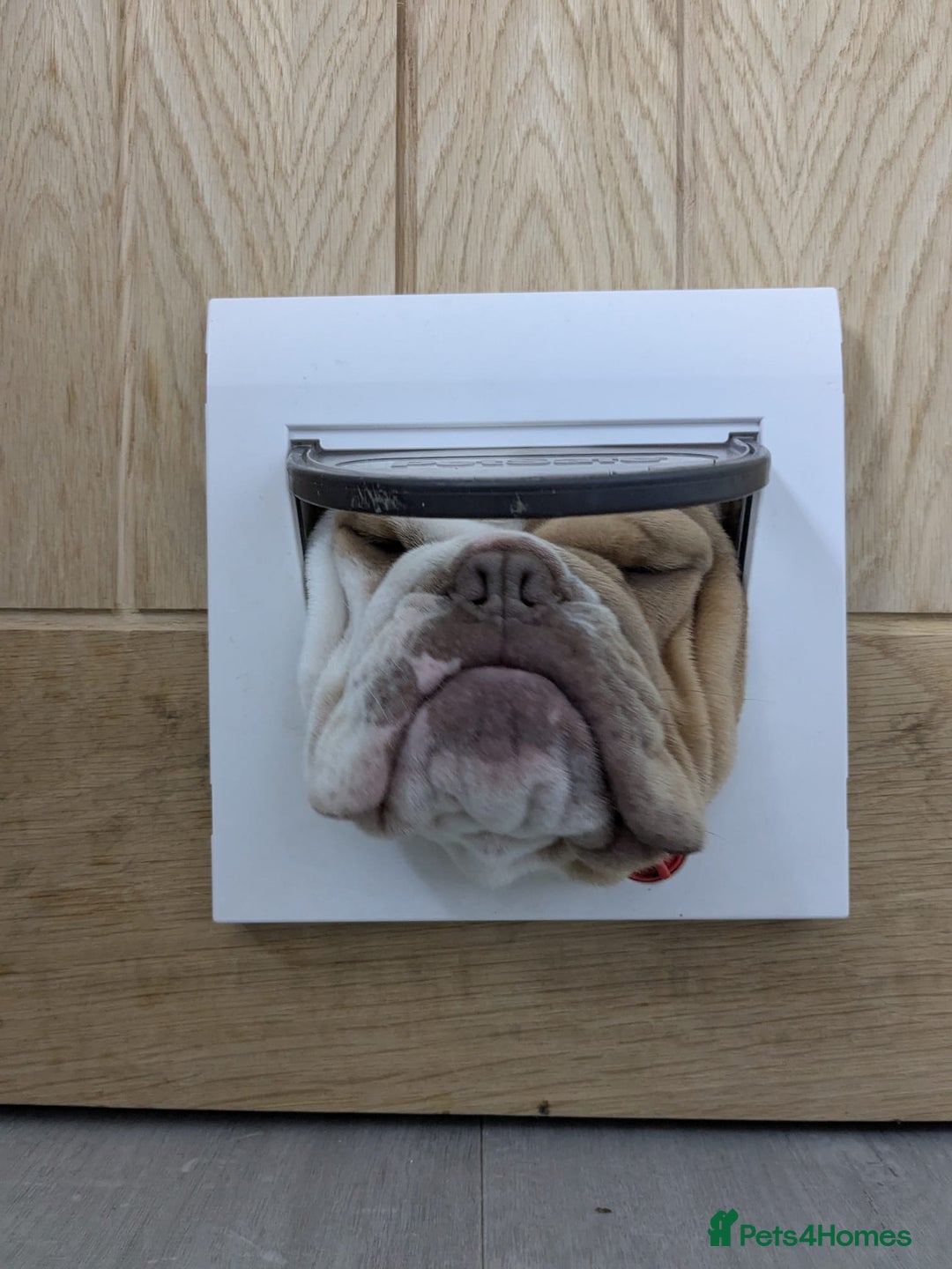 Olde English Bulldogge dogs for sale: Olde English bulldog  - Advert 3