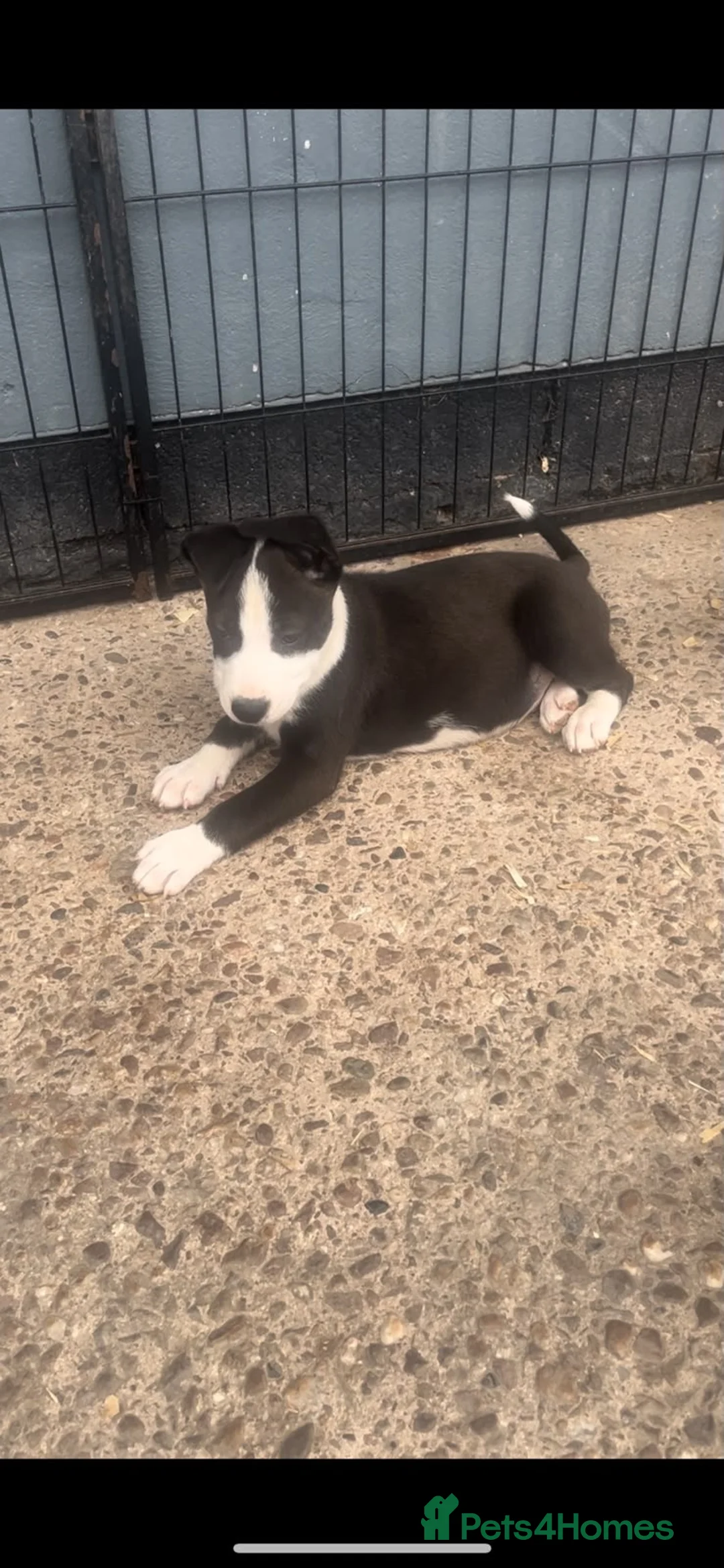 Mixed Breed dogs for sale: Nice little Huski x puppies  - Advert 2
