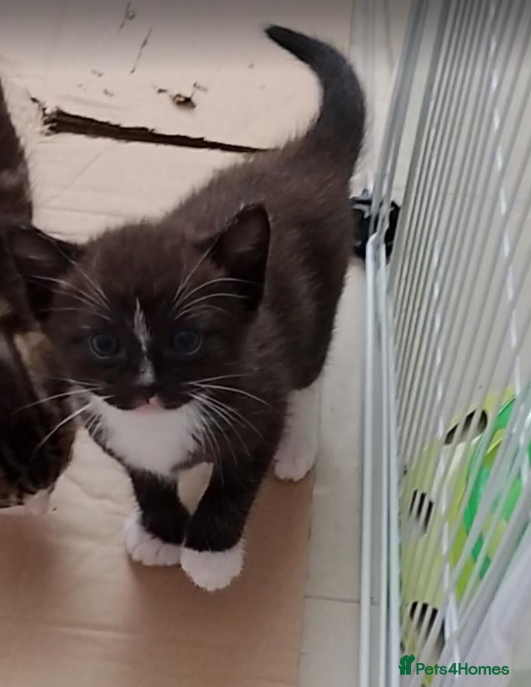 Mixed Breed cats Mr tuxedo  - Advert 11