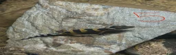 Leopard Gecko reptiles for sale: Leopard geckos for sale    in Rayleigh - Advert 2
