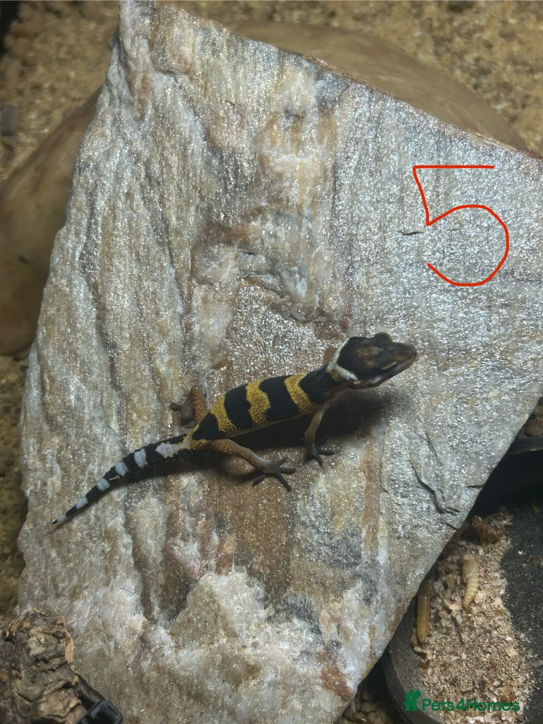 Leopard Gecko reptiles for sale: Leopard geckos for sale    in Rayleigh - Advert 2