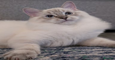 Ragdoll cats - Advert 10