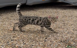 Bengal cats for sale: Stunning litter of Bengals  in Stowmarket - Image 1