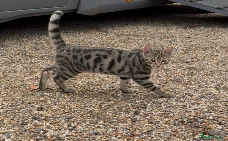 Bengal cats in Stowmarket - Advert 4