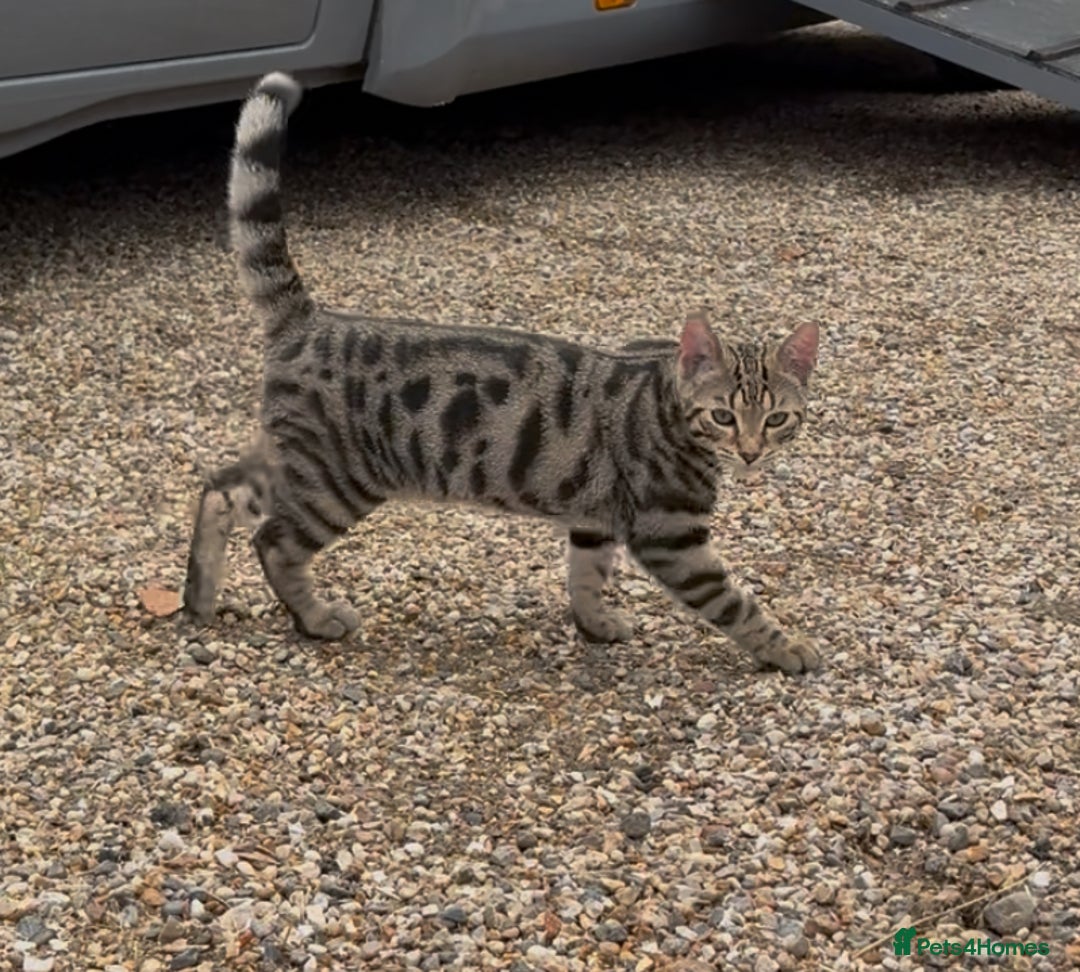 Bengal cats for sale: Stunning litter of Bengals  in Stowmarket - Image 1