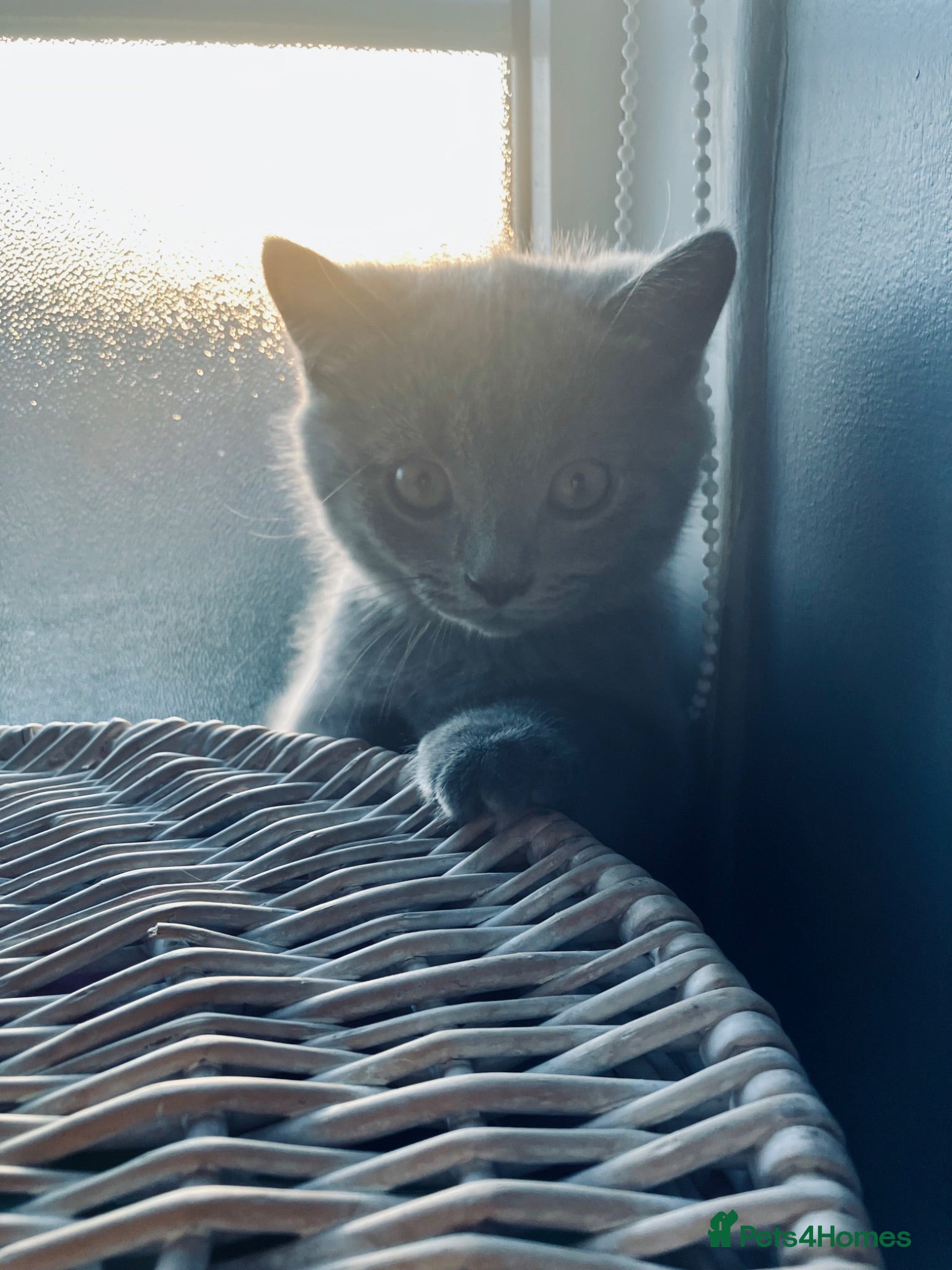 British Shorthair cats 💙 British shorthair 🩷 - Advert 1