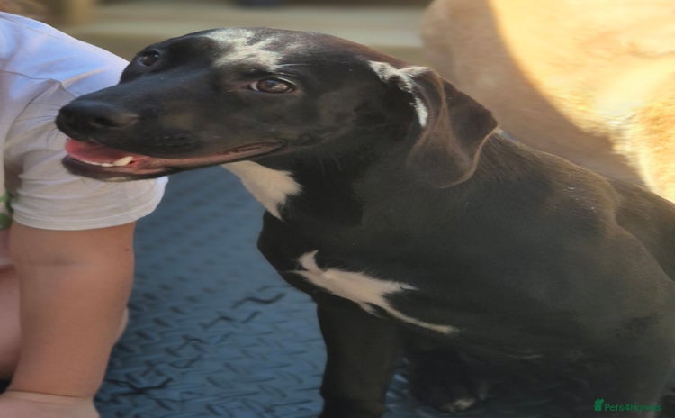 Mixed Breed dogs Staffy x springer girl  - Advert 2