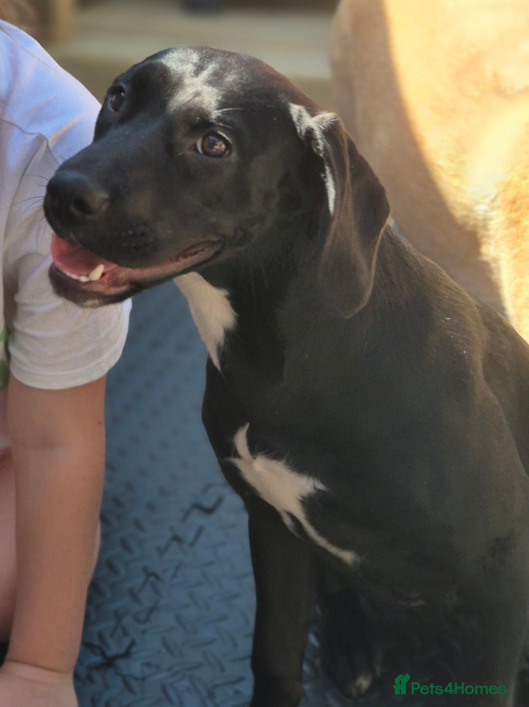 Mixed Breed dogs for sale: Staffy x springer girl  - Advert 1