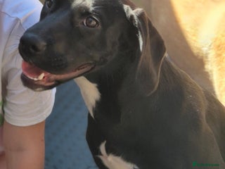 Mixed Breed dogs for sale: Staffy x springer girl - Advert 1