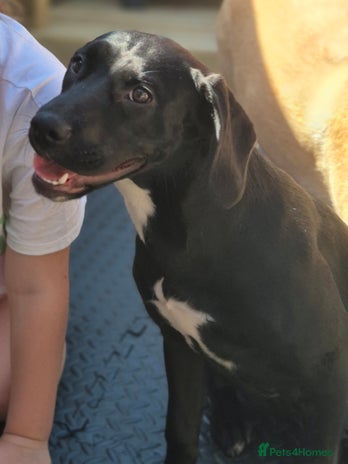 Mixed Breed dogs Staffy x springer girl - Advert 1