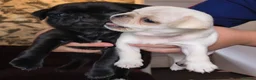 Pug dogs for sale: Beautiful pugs for sale - Advert 5