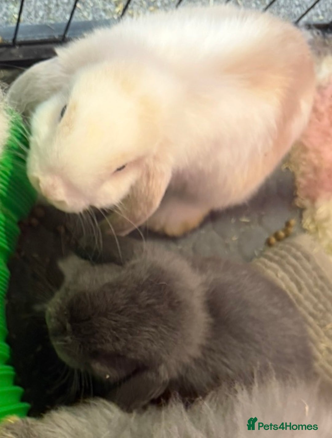 Mini Lop rabbits for sale: 2 mini lops - Image 1