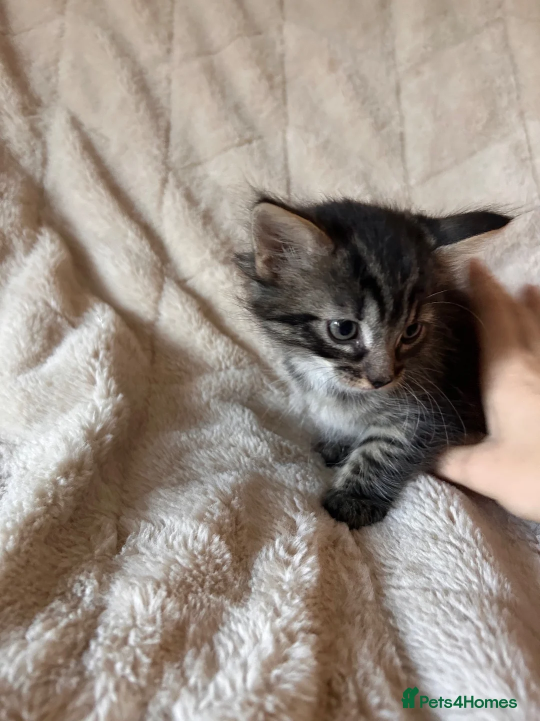 Mixed Breed cats for sale: Ragdoll x - Advert 9