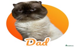 Scottish Fold cats for sale: 5 Full Pedigree Scottish Fold/Straight Kitens - Image 11