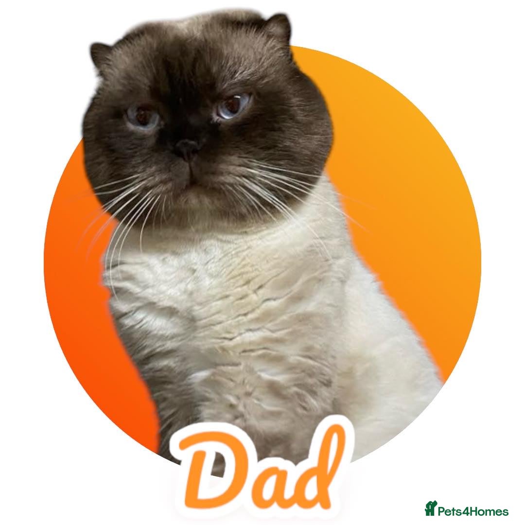 Scottish Fold cats for sale: 5 Full Pedigree Scottish Fold/Straight Kitens - Image 11