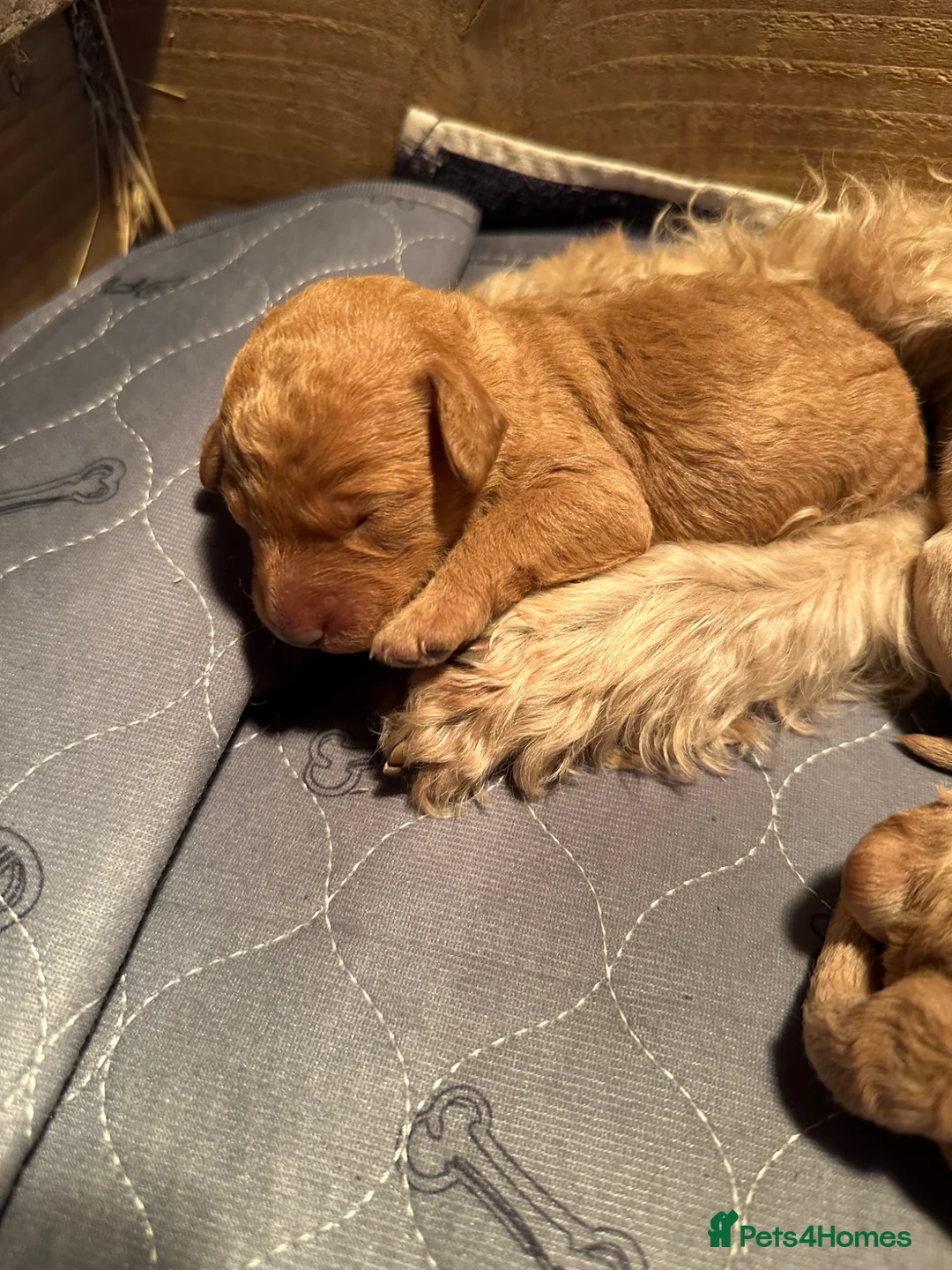 Labradoodle dogs for sale: F1BB MINIATURE Labradoodles  - Advert 2