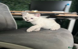 British Shorthair cats for sale: Beautiful British Shorthair Kittens... - Image 22