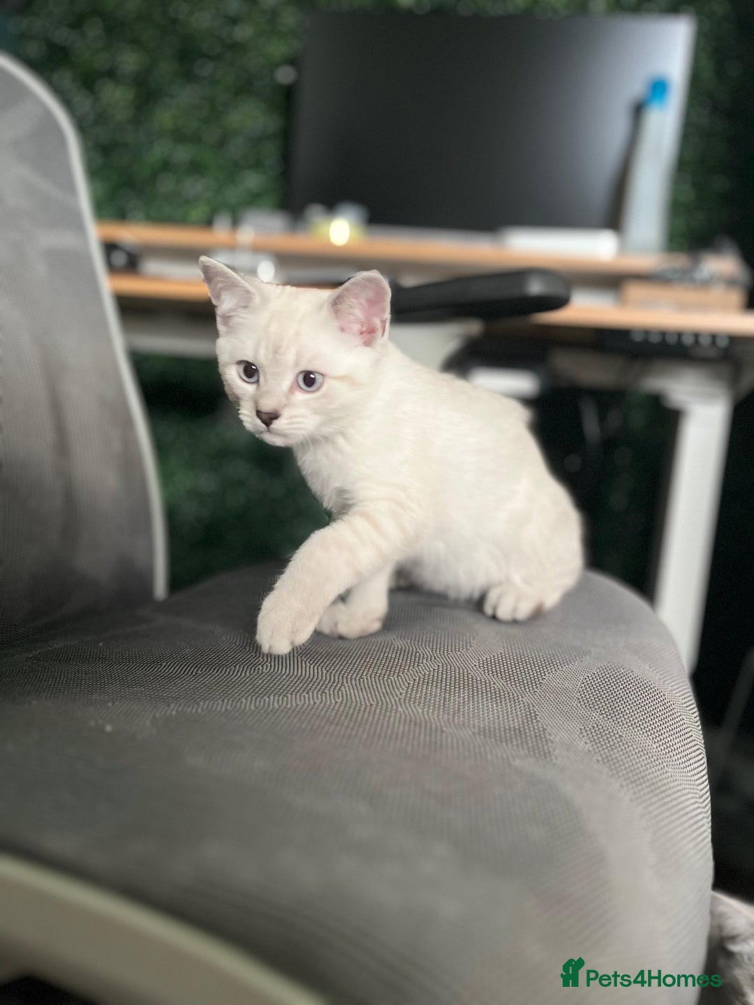 British Shorthair cats for sale: Beautiful British Shorthair Kittens... - Image 22
