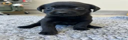 Labrador Retriever dogs for sale: KC REGISTERED LABRADOR PUPPIES - Advert 8