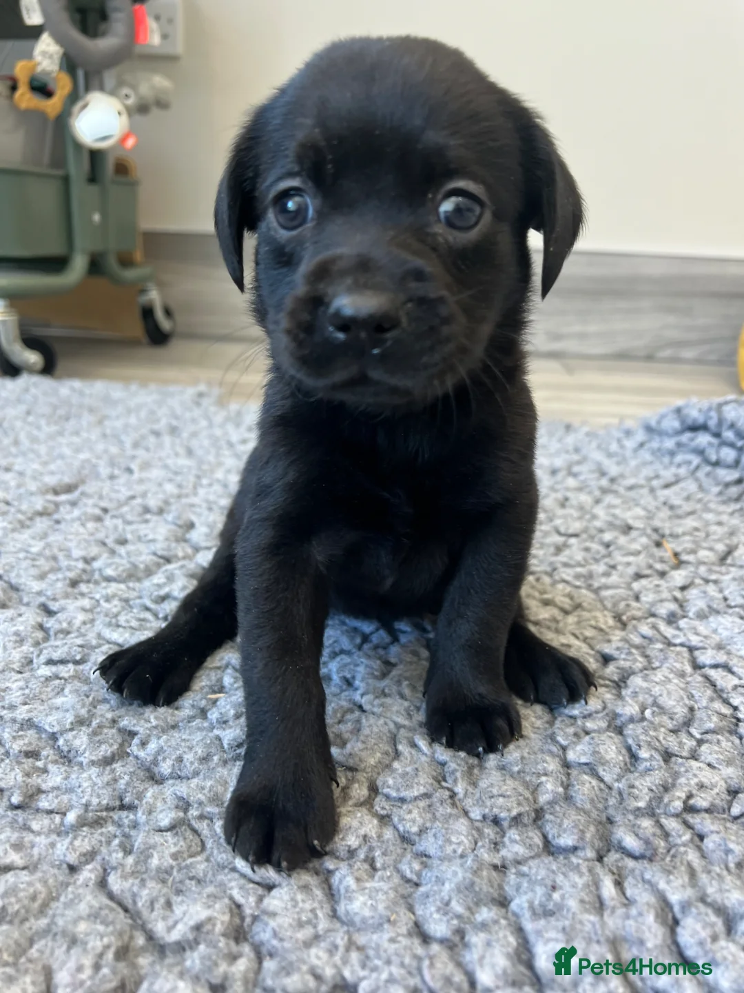 Labrador Retriever dogs for sale: KC REGISTERED LABRADOR PUPPIES - Advert 8