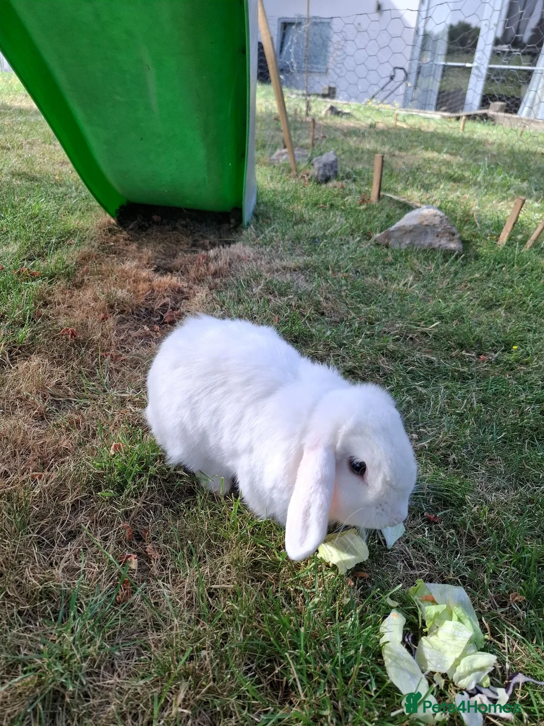 Mini Lop rabbits for sale: Mini Lop Male in Saffron Walden - Advert 3