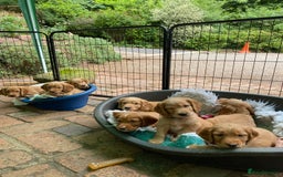 Cocker Spaniel dogs for sale: Stunning Top Working Cocker Spaniel Puppies - Image 4