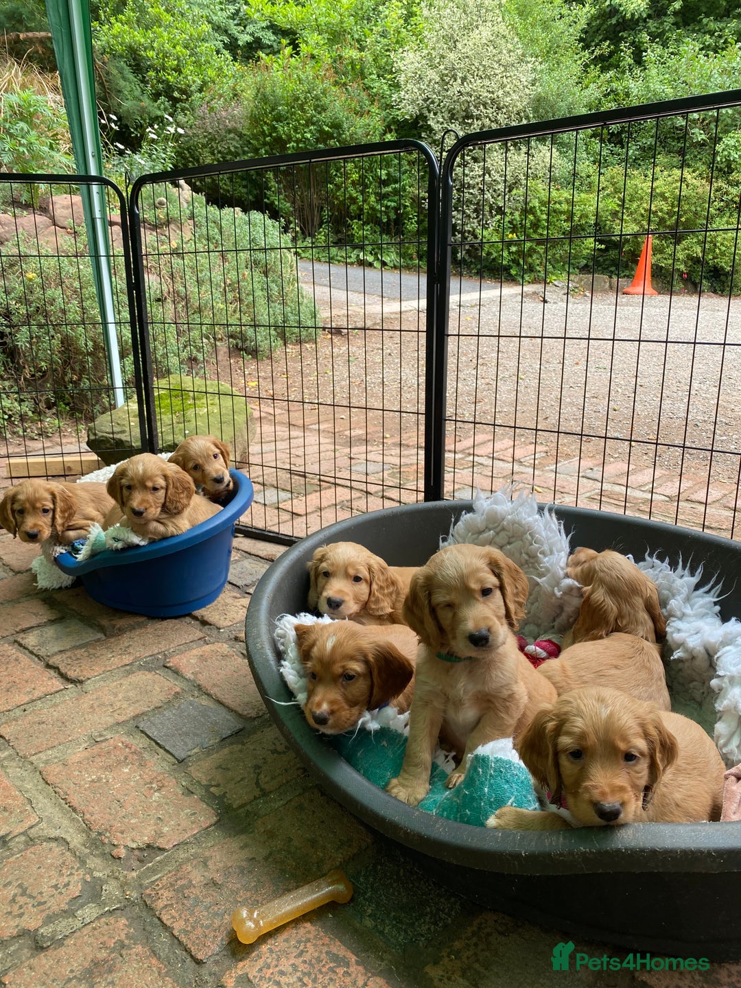 Cocker Spaniel dogs for sale: Stunning Top Working Cocker Spaniel Puppies - Image 4