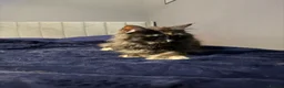 Maine Coon cats for sale: Gabii looking for her forever 5 star home - Advert 2