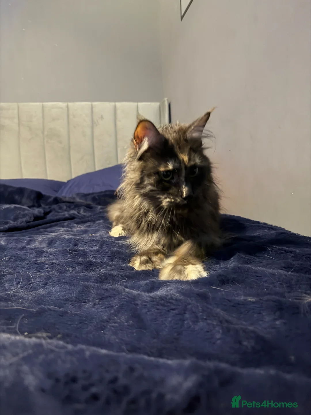 Maine Coon cats for sale: Gabii looking for her forever 5 star home - Advert 2