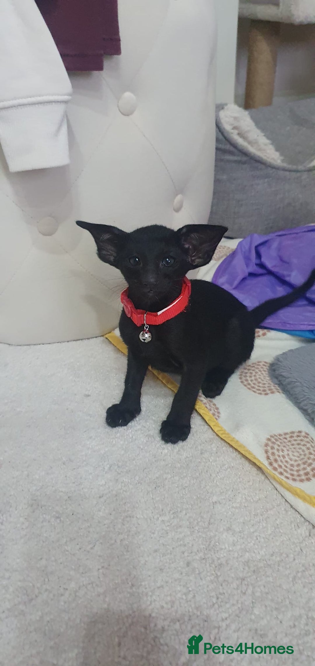 Oriental cats for sale: Beautiful Oriental Kittens for Sale - Advert 22