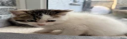 Persian cats for sale: Last little half Persian boy , ready now - Advert 5