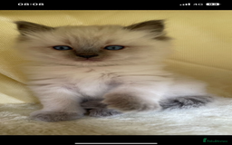 Ragdoll cats for sale: Ragdoll kittens due - Image 8