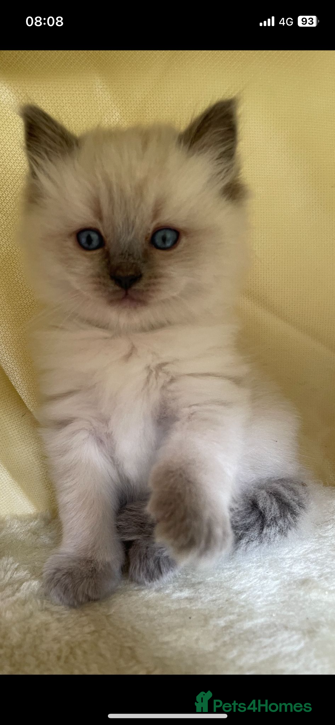 Ragdoll cats for sale: Ragdoll kittens due - Image 8