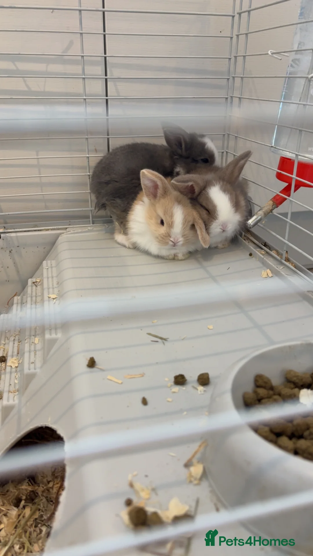 Mini Lop rabbits for sale: Pure breed mini lops  - Advert 7