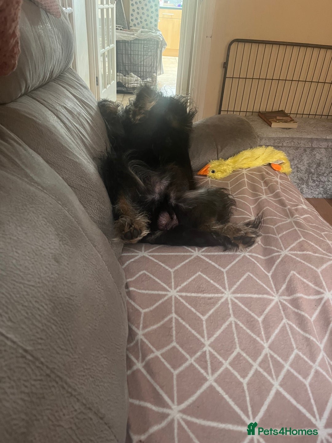 Cockapoo dogs for sale: Loving boy needs a home - Image 8